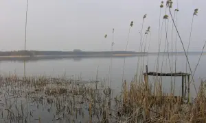 Spokojne jezioro w gminie Morąg, z trzcinami na pierwszym planie i zniszczonym pomostem.