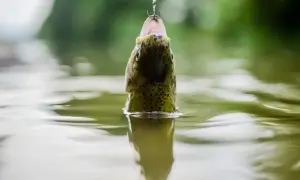 Ryba z otwartym pyskiem, złapana na haczyk z przynętą. Widać jej zielonkawe łuski i czarne kropki. Woda faluje wokół.