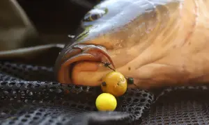 Karp z haczykiem i kulkami proteinowymi, gotowy na przygodę w euro aqua.
