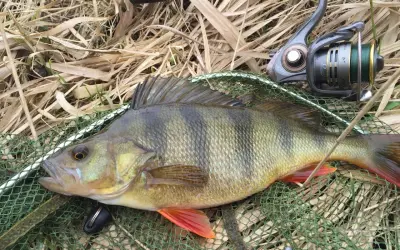 Okoń złowiony na drop shot leży na siatce. Obok wędka i kołowrotek.