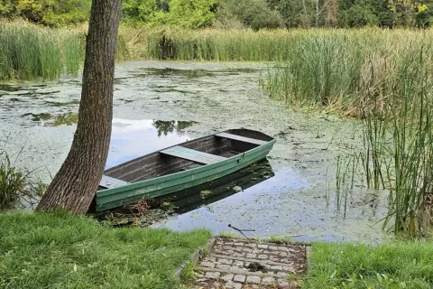Zielona łódka przy brzegu porośniętego trzcinami na jeziorze powsinkowskim.