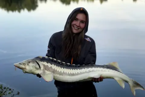 Uśmiechnięta wędkarz trzyma ogromnego jesiotra, który połknął zanętę na jesiotra.