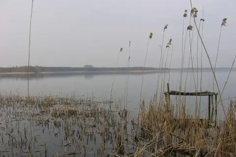 Spokojne jezioro Grabowskie o poranku, z trzcinami na pierwszym planie i zniszczonym pomostem.