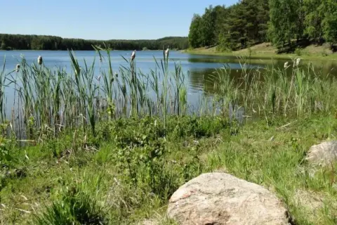Spokojne jezioro Czarne Niesiołowice otoczone trzcinami i lasem. Na brzegu leżą kamienie.