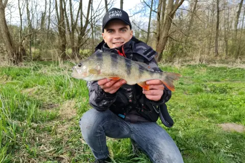 Szczęśliwy wędkarz prezentuje okonia. Czy to jest ten, który waży około 30 cm?