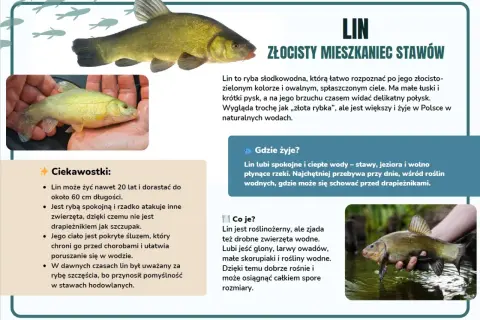 Lin, złocisty mieszkaniec stawów, to ryba słodkowodna. Widać go na zdjęciach z Goczałkowic.
