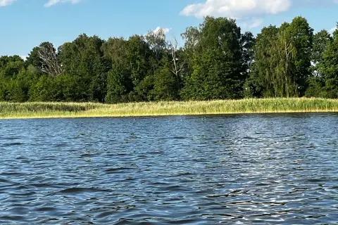 Spokojne, falujące wody jeziora w Wieluniu, otoczone zielonym lasem i trzcinami.