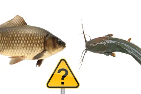 Karp i sum patrzą na siebie, a między nimi znak zapytania. Czy to glapa ryba?