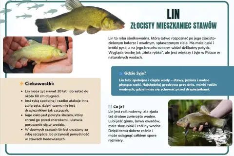 Złocisty lin, mieszkaniec zarośniętego stawu, w dłoniach wędkarza.