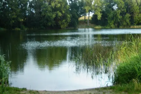 Spokojne jezioro w Tychowie koło Stargardu, otoczone zielenią drzew i trzcin.