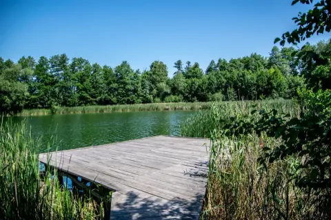 Drewniany pomost na łowisku Hermanowo, otoczony trzcinami i zielenią.