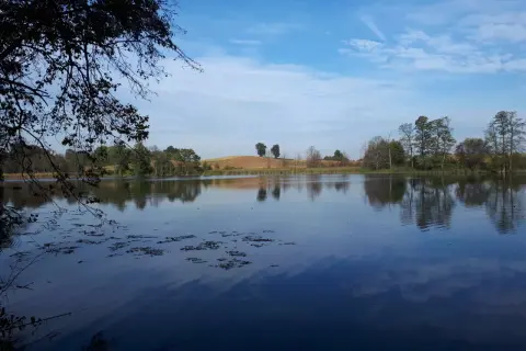 Spokojne jezioro Bachotek odbija błękitne niebo z chmurami. Na brzegu rosną drzewa i trzciny, a w oddali widać pofałdowane pola.