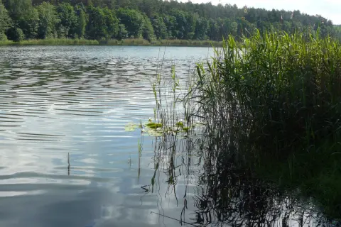 Spokojne jezioro Tuczno otoczone lasem, z gęstą trzciną przy brzegu i odbijającymi się chmurami na wodzie.