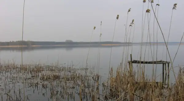 Spokojne jezioro w gminie Morąg, z trzcinami na pierwszym planie i zniszczonym pomostem.