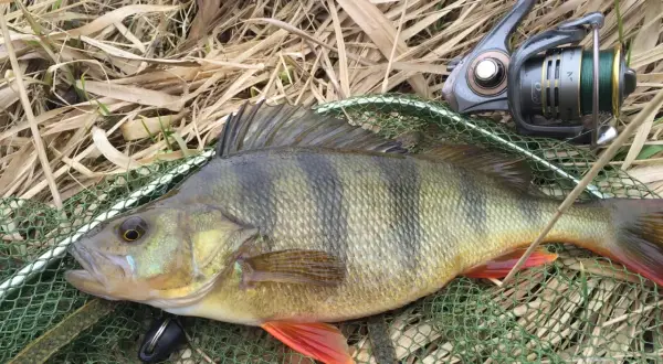 Okoń złowiony na drop shot leży na siatce. Obok wędka i kołowrotek.
