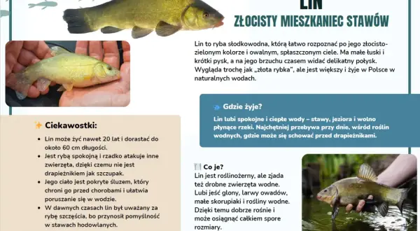 Lin, złocisty mieszkaniec stawów, to ryba słodkowodna. Widać go na zdjęciach z Goczałkowic.