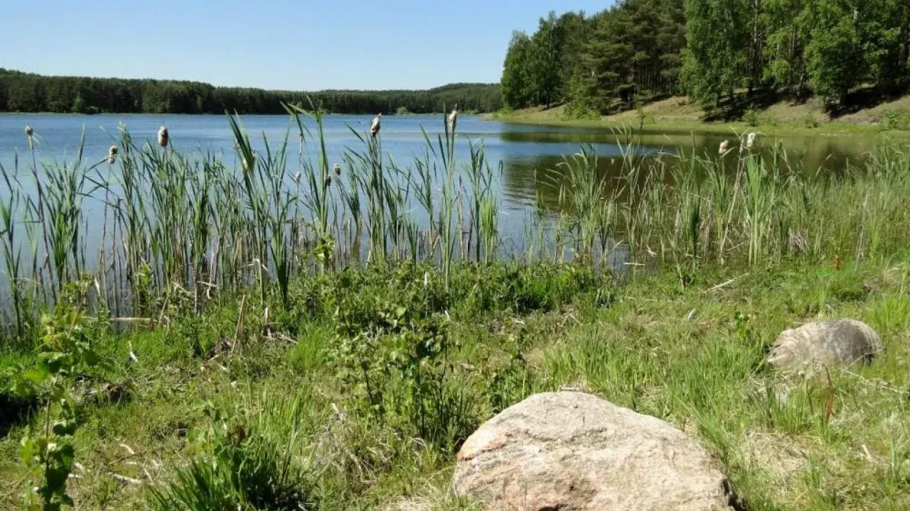 Spokojne jezioro Czarne Niesiołowice otoczone trzcinami i lasem. Na brzegu leżą kamienie.