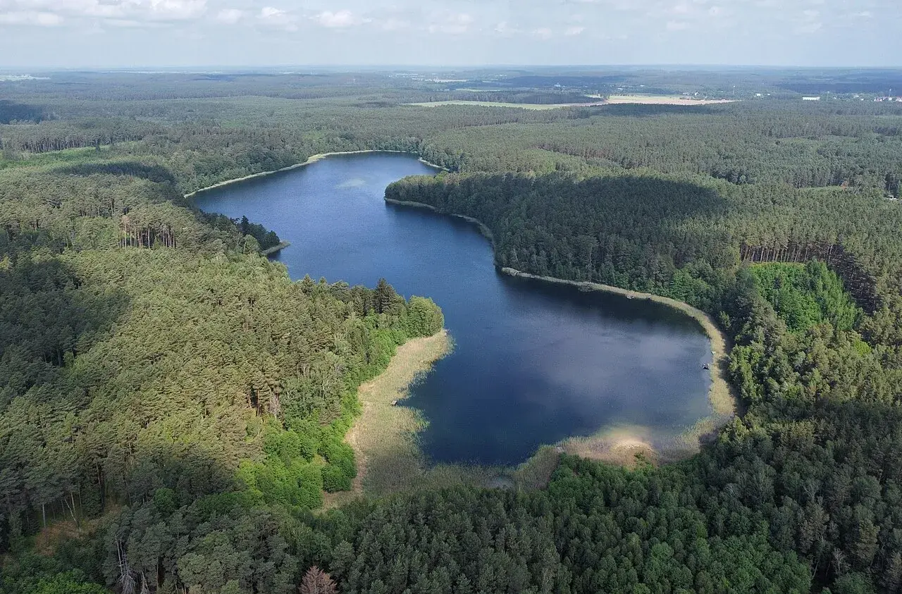 Malownicze jezioro Wilcze otoczone gęstym lasem sosnowym, z widocznymi trzcinami na brzegu.