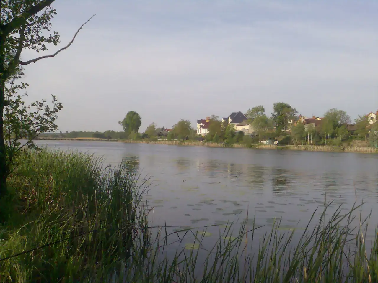 Spokojne jezioro powsinkowskie z domami na brzegu i trzcinami na pierwszym planie.