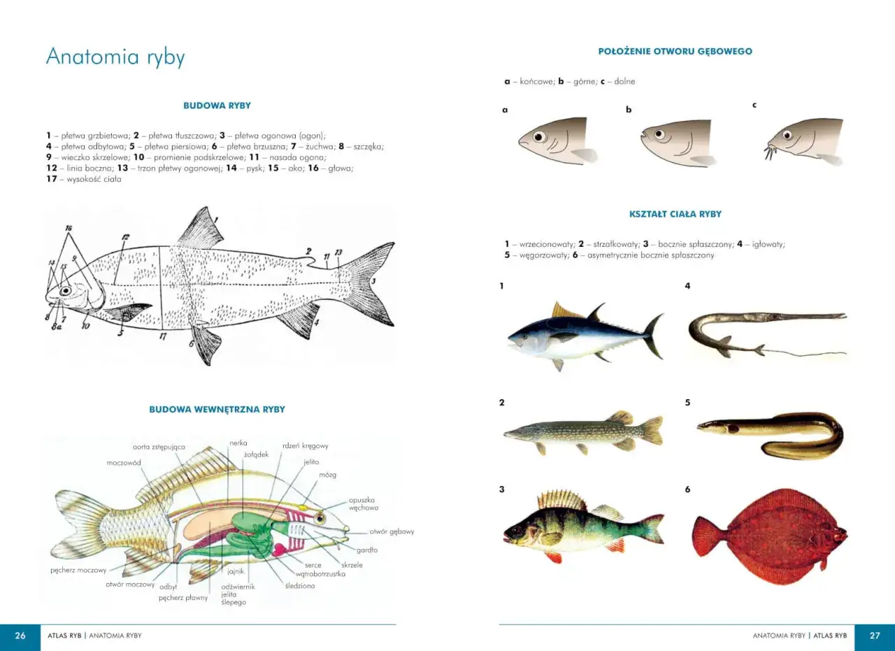 Anatomia ryby: budowa zewnętrzna i wewnętrzna, kształty ciała. Co to za ryba? Różne gatunki ryb i ich cechy.