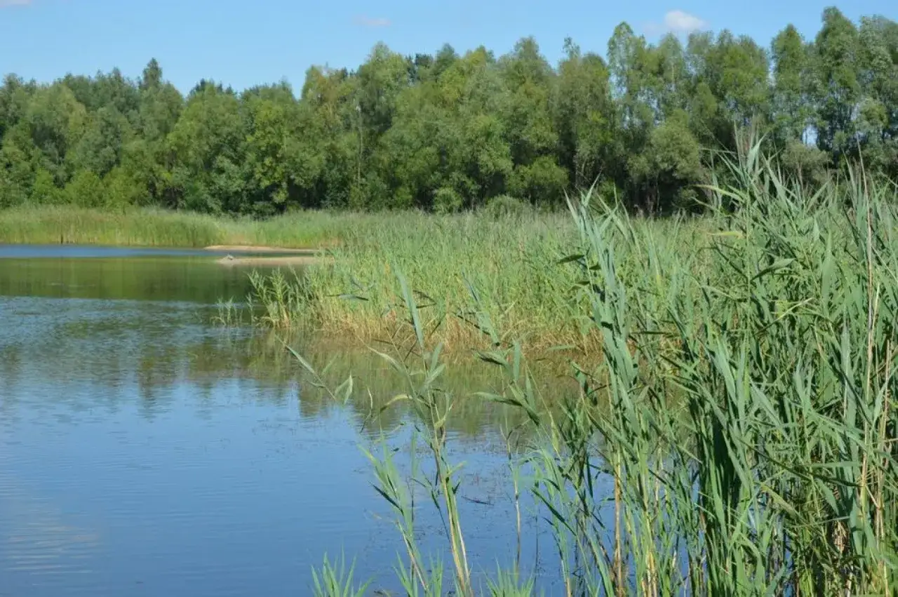 Spokojne jezioro, porośnięte trzcinami, z lasem w tle. Wyobraź sobie, że to jezioro rydwan – miejsce, gdzie dawniej mogły odbywać się niezwykłe wyścigi.