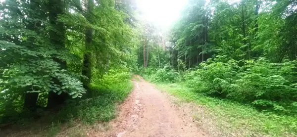 Ścieżka w lesie, gdzie drzewa tworzą zielone ściany, a słońce przebija się przez liście. Może to być ścieżka do żabiego oczka w Ełku.