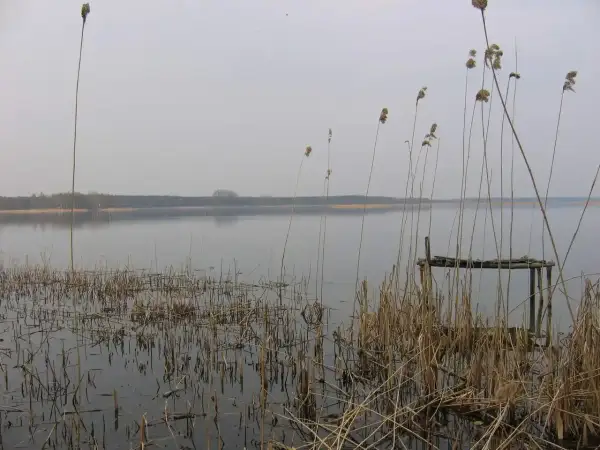 Spokojne jezioro w gminie Morąg, z trzcinami na pierwszym planie i zniszczonym pomostem.